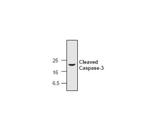 62-8530-02　［已停用］抗caspase-3, Cleaved (Ab-2) Rabbit pAb　PC679-50UG