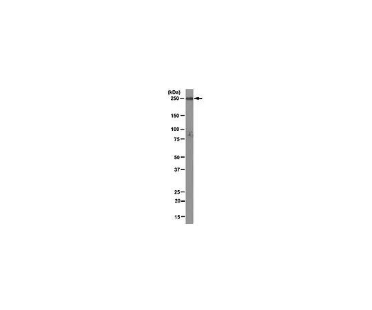 62-8516-71　［已停用］抗MICAL3克隆M3;100μg　MABN94