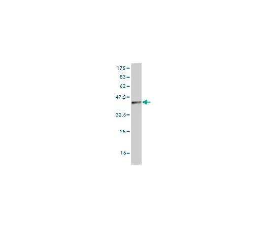 62-8477-70　［已停用］抗TLR5小鼠mAb (4F7)　AP1180-100UG