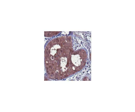 62-8501-17　［已停用］抗BNIPL-2,克隆8C11.1　MABC74