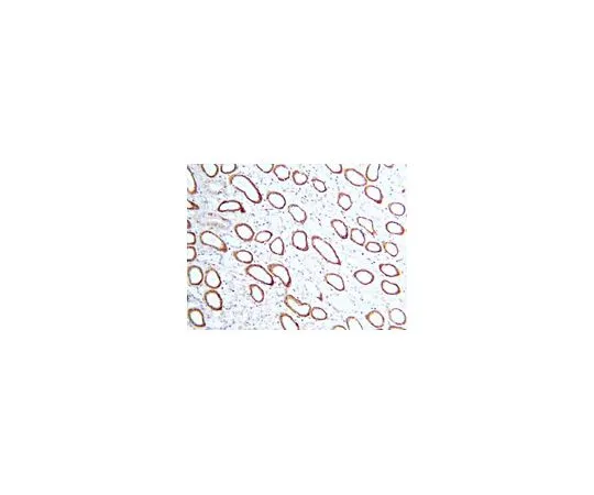 62-8496-51　［已停用］抗MDR1,克隆5A12.2;100μg　MAB4336
