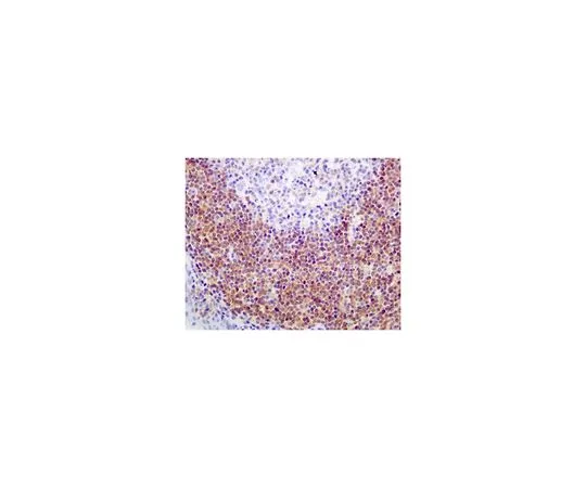 62-8503-26　［已停用］抗SHP-1,克隆EPR5519,兔单克隆　MABC773