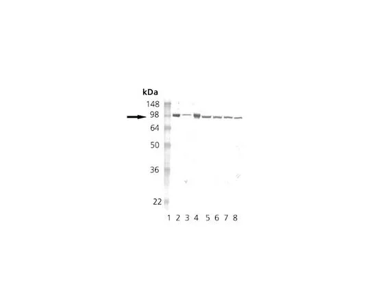62-8422-80　［已停用］抗Hsp90大鼠mAb (16F1)　386041-50UG
