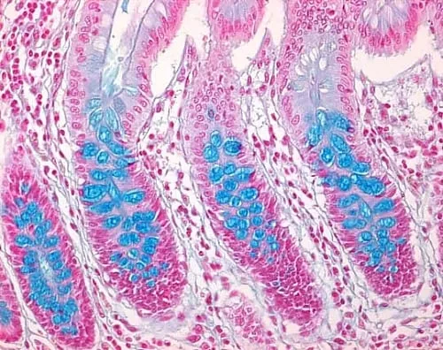 61-0297-19　［已停用］Alcian Blue 8 GX (C.I.74240) 用于显微镜Certistain 105234 10G　1.05234.0010