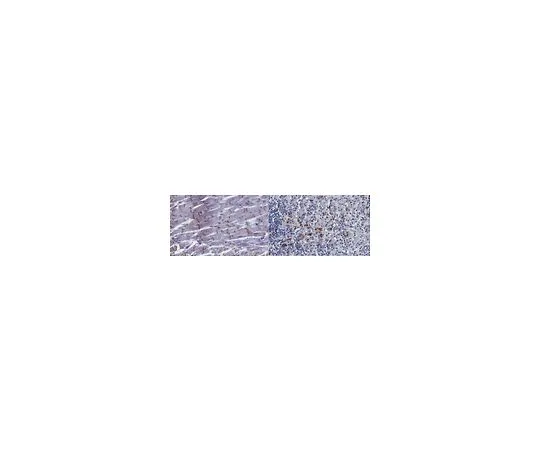 62-8527-19　［已停用］抗ZO-2抗体，克隆Vli13　MABT888