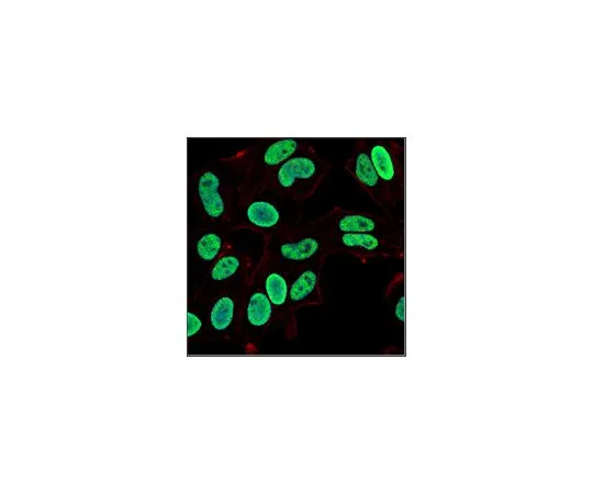 62-8505-79　［已停用］抗JMJD2C　MABE315