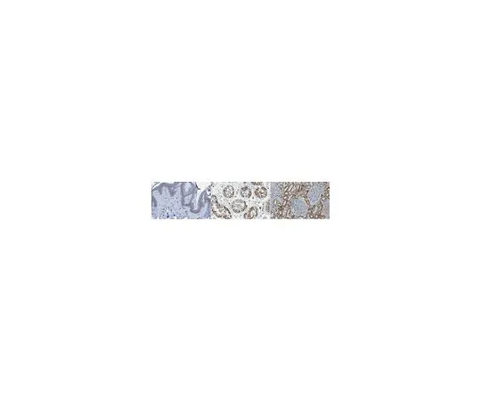 62-8504-04　［已停用］抗AIF抗体，克隆3C11　MABC1609