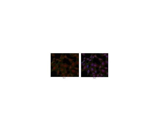 62-8501-86　［已停用］抗CDK6,克隆　MABC280