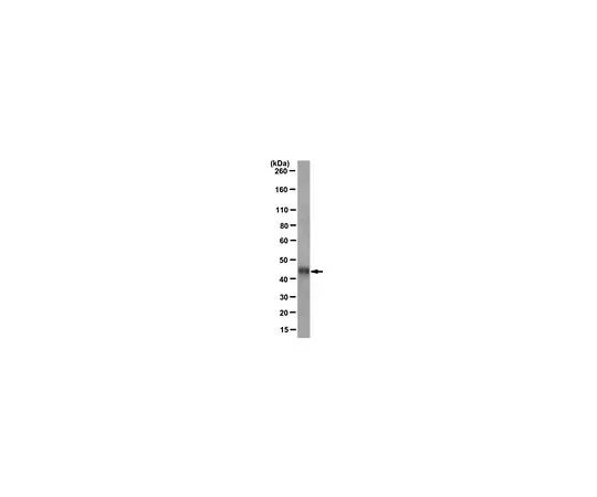 62-8527-34　［已停用］抗T7·标记 (R) 融合蛋白;50μg　MAC113