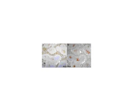 62-8508-91　［已停用］抗激活诱导胞苷脱氨酶 (AID) ，克隆328.8;100μL　MABF63