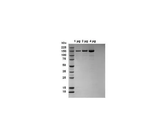 62-8433-54　［已停用］磷脂酶C-γ-2,他的Tag (R) 融合　525189-50UG