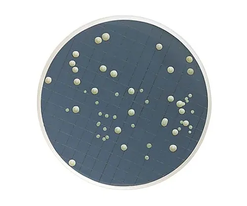 61-0194-33　［已停用］M-GreenY脱水螺帽瓶110G1/ Pk1ST　MB000000Y