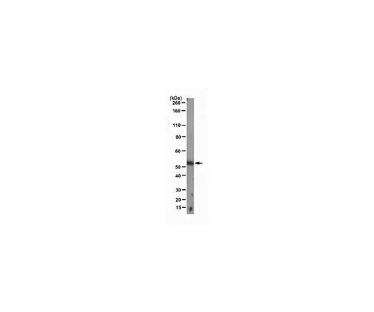 62-8504-26　［已停用］抗Pax3,克隆1A7.1;100μg　MABD65