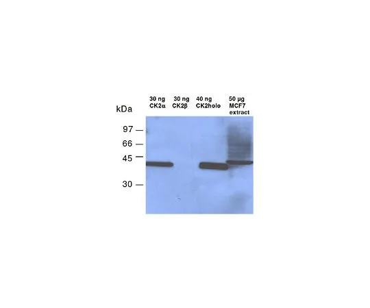 62-8411-99　［已停用］抗酪蛋白激酶II,α-亚基小鼠mAb (1AD9)　218703-100UG