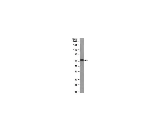 62-8505-39　［已停用］抗hnRNP-P2,克隆LHC7.15;200μL　MABE192