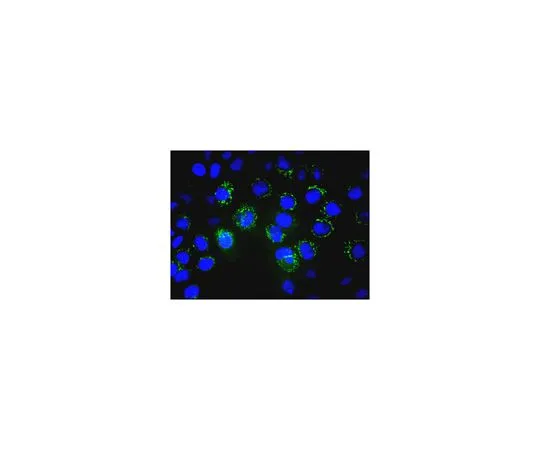 62-8496-16　［已停用］抗BCRP1,克隆5D3, Alexa Fluor (R) 488共轭　MAB4155A4