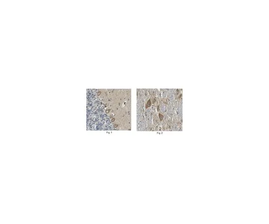 62-8502-37　［已停用］Anti-Sec5/Exex2,克隆5S8A10　MABC569