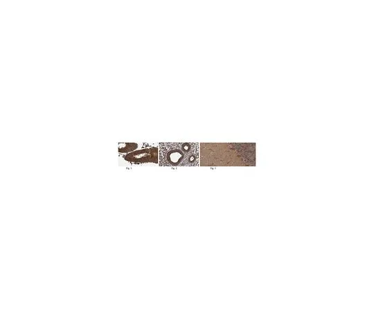 62-8517-84　［已停用］抗Dicer1抗体，克隆N167/7猫。不，是MABN461　MABN461