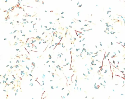 61-0289-82　［已停用］显微镜用孔雀石绿(C.I.42000狙击步枪)微生物用101398 25G　1.01398.0025