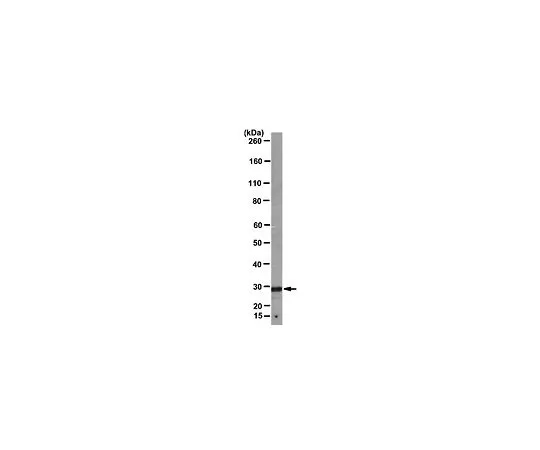 62-8516-48　［已停用］抗氯化物细胞内通道蛋白 (CLIC1) ，克隆CPTC-CLIC1-1;100μg　MABN46
