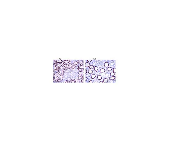 62-8496-95　［已停用］抗BMP-7 (前肽) ，克隆mab 2;100μg　MAB4429