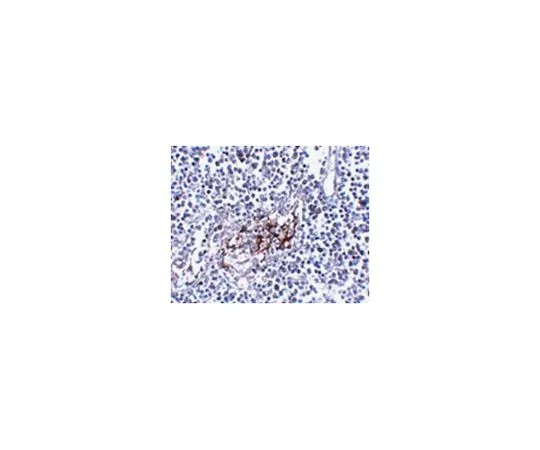 62-8509-21　［已停用］抗IL33,克隆12B3C4　MABF204