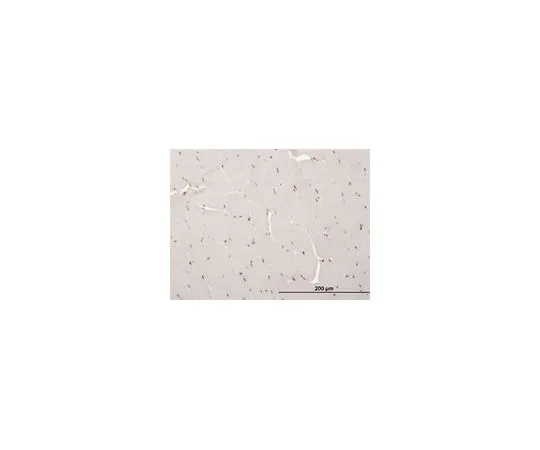 62-8481-41　［已停用］抗ARX鼠标mAb (4H8)　DR1077-100UG
