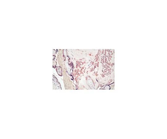 62-8500-30　［已停用］抗MMP-7,克隆ID-2;100μg　MAB13414