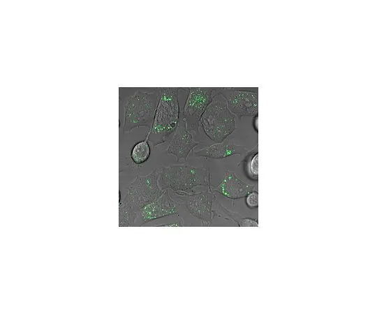 62-8498-36　［已停用］抗神经生长因子受体AlexaFluor488共轭;50μg　MAB5592X