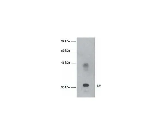 62-8529-15　［已停用］抗c-Jun/AP-1 (Ab-3) 小鼠mAb (76)　OP55-100UG