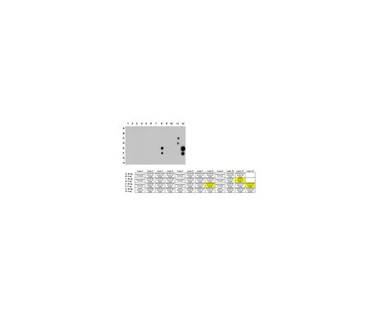 62-8505-54　［已停用］抗二甲基组蛋白H3抗体 (Arg17) ，对称猫。不，是MABE246　MABE246