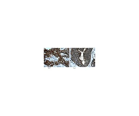 62-8496-56　［已停用］抗GATA-4,克隆13G4.2;100μg　MAB4344