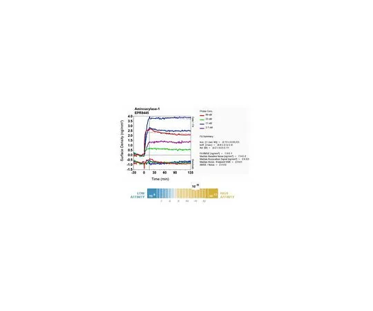 62-8520-61　［已停用］抗氨基酸酶-1,克隆EPR8445,兔单克隆　MABN1167