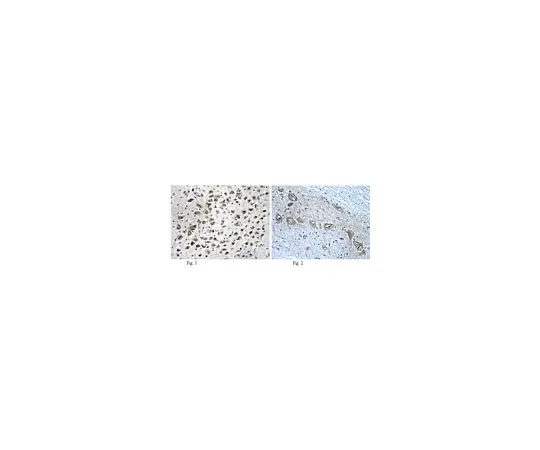 62-8516-42　［已停用］抗神经连接蛋白-1,克隆N97A/31;100μg　MABN38
