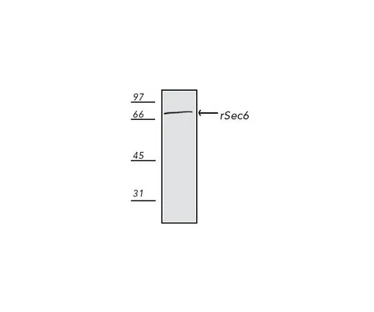 62-8437-43　［已停用］抗rSec6小鼠mAb (9H5)　559240-50UG