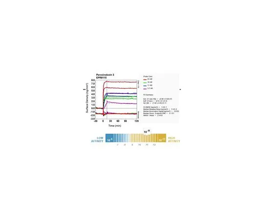 62-8520-57　［已停用］抗过氧化物酶-3,克隆EPR8115,兔单克隆　MABN1162
