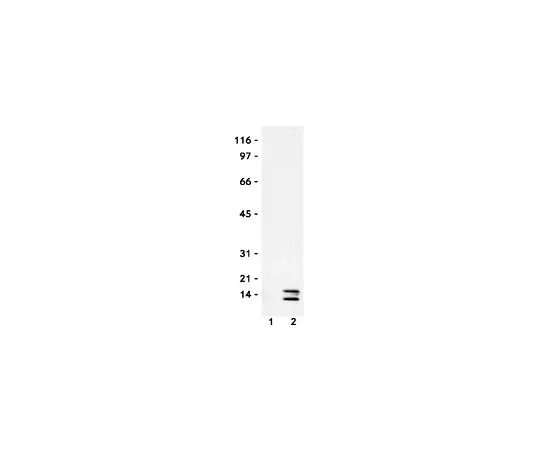 62-8422-48　［已停用］抗组蛋白H4,乙酰化 (2-19) 兔pAb　382160-50UG