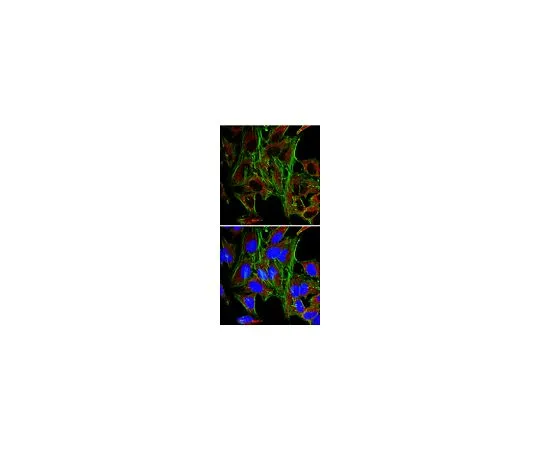 62-8525-17　［已停用］抗Myomesin,克隆5D11;100μg　MABT24
