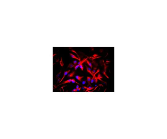 62-8497-59　［已停用］抗巢蛋白抗体，克隆10C2,生物素结合物　MAB5326B