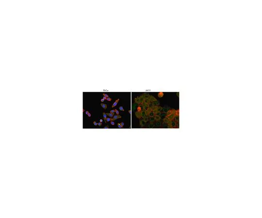 62-8521-97　［已停用］抗GSK-3α/β，克隆12B11.1;100μL　MABS77