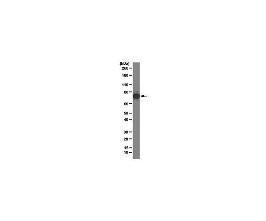 62-8504-98　［已停用］抗Ash2,克隆7E1;100μg　MABE72