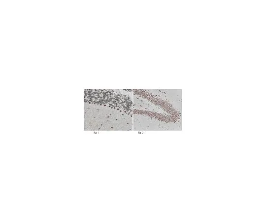 62-8525-50　［已停用］抗Abl相互作用因子1,克隆19C3.1;100μg　MABT93