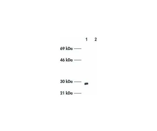 62-8529-62　［已停用］抗Bcl-x (Ab-1) (201-216) 兔pAb　PC67-100UG
