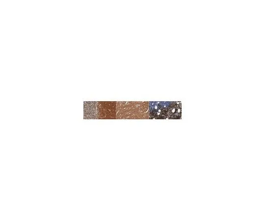 62-8521-35　［已停用］抗α-突触核蛋白抗体，克隆9C4　MABN1805
