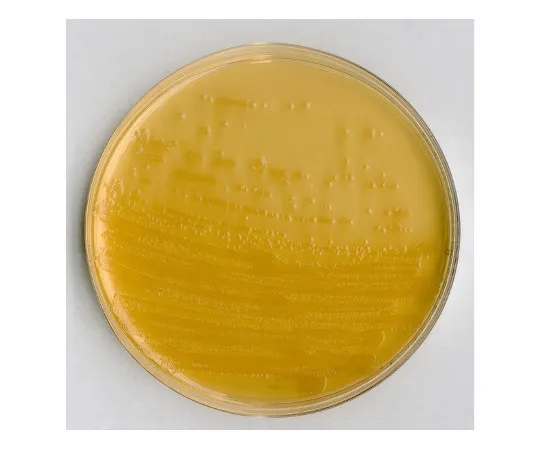 61-0204-37　［已停用］用于微生物学的荧光ECD ECD琼脂培养基104038 500G　1.04038.0500