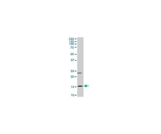 62-8478-81　［已停用］抗MYL6小鼠mAb (1D6)　CB1032-100UG
