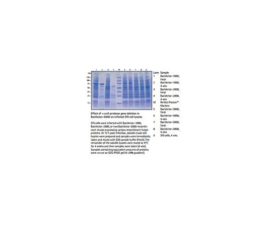 62-8401-36　［已停用］BacVector (R) -2000 Transfection Kit　70030-3