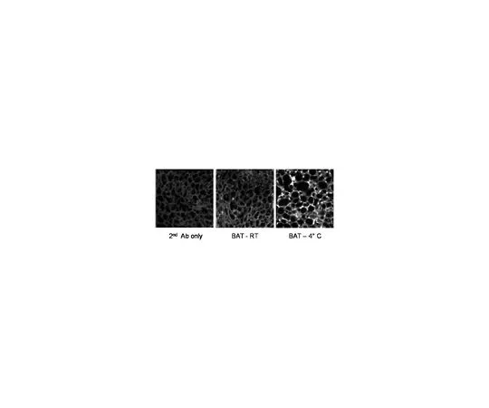 62-8533-50　［已停用］抗PGC-1α小鼠mAb (1F3.9)　ST1203-100UL