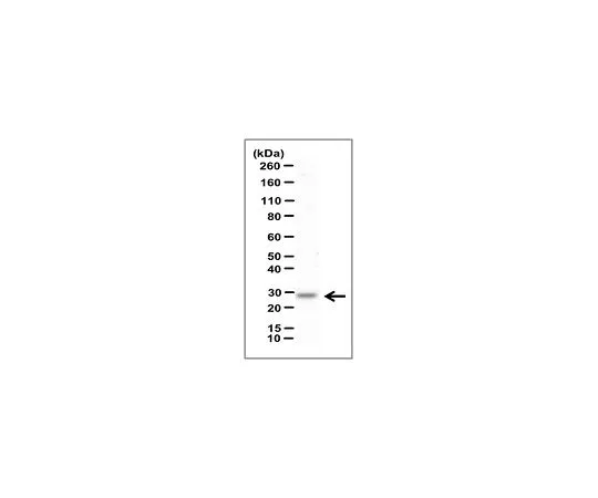 62-8501-33　［已停用］抗MT-SP1/Matriptase,克隆A11　MABC115