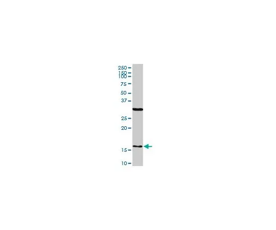 62-8477-64　［已停用］抗FS1小鼠mAb (1G9)　AP1165-50UG